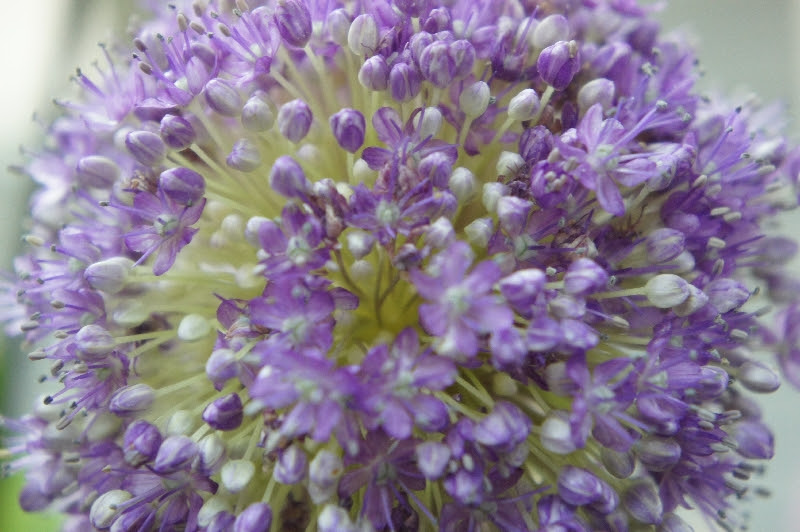 ギガンジューム 花言葉