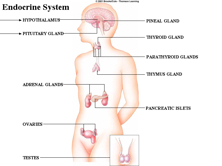 Endocrine System