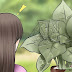 How Do You Get Rid Of Spider Mites In Flowering Plants