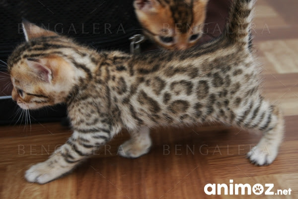 Chaton Bengal Pas Cher Chat Bengal En Appartement