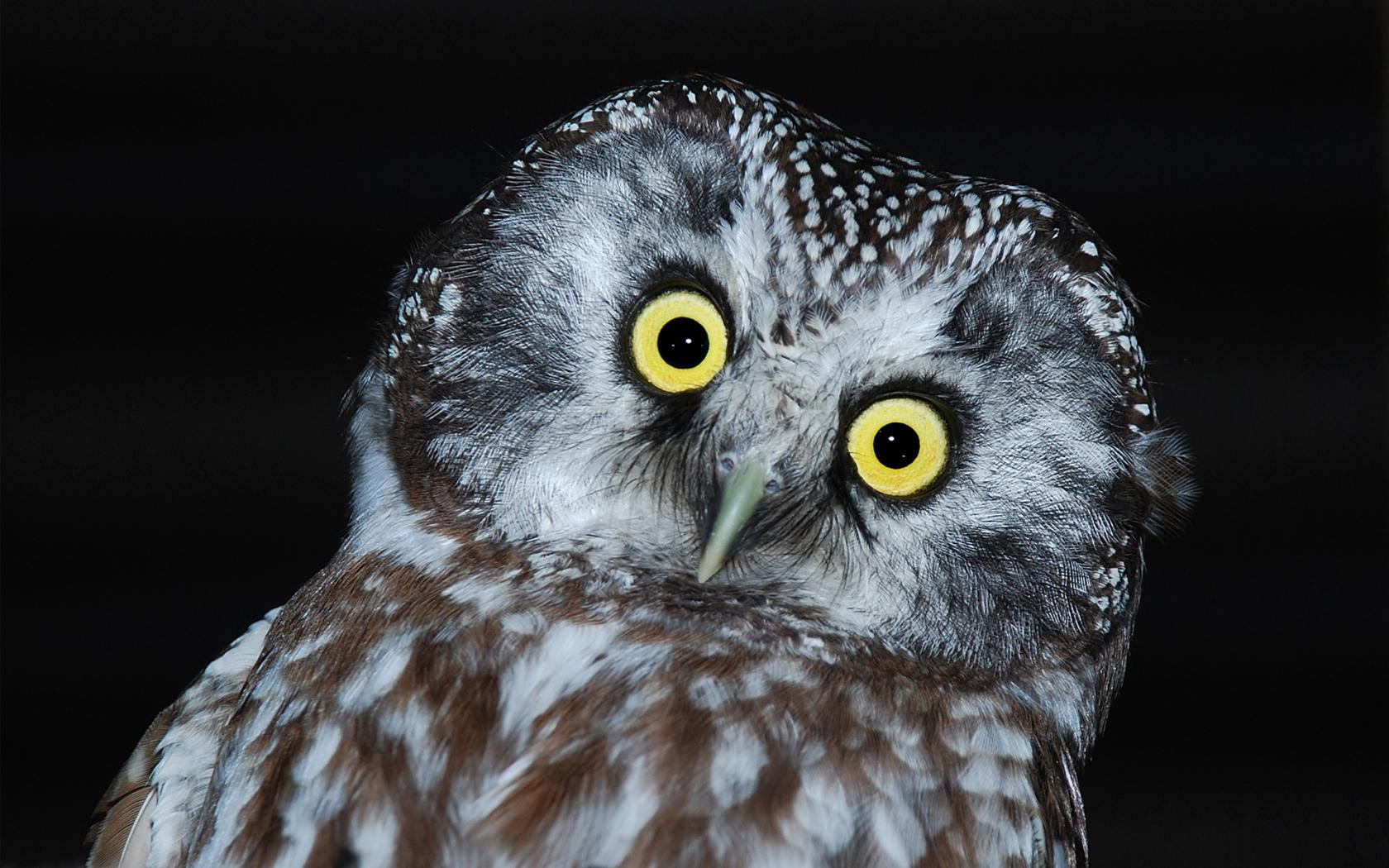 Owl Computer Wallpapers, Desktop Backgrounds 1680x1050 Owl Computer Wallpapers, Desktop Backgrounds 1680x1050