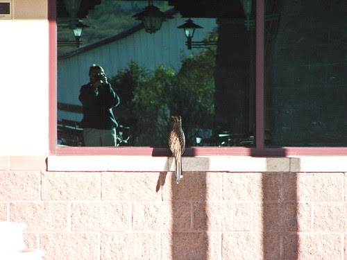 Greater Roadrunner