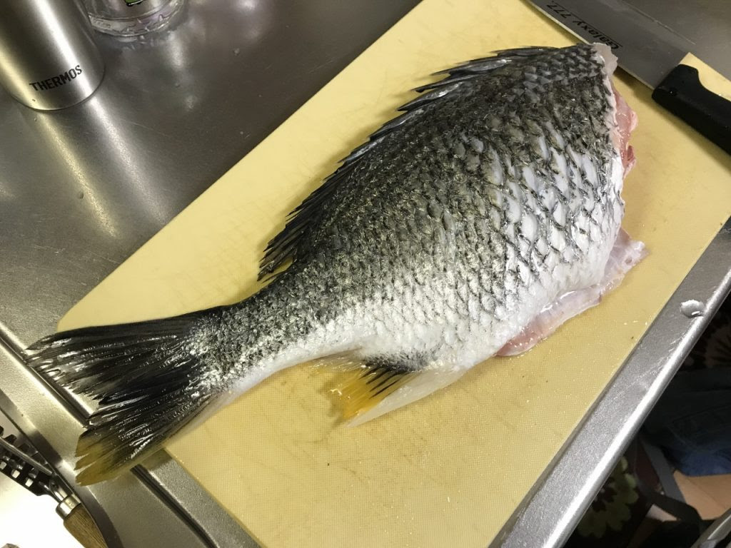 大阪湾奥で釣ったキビレが美味すぎた話 こもチックの釣りブログ 仮