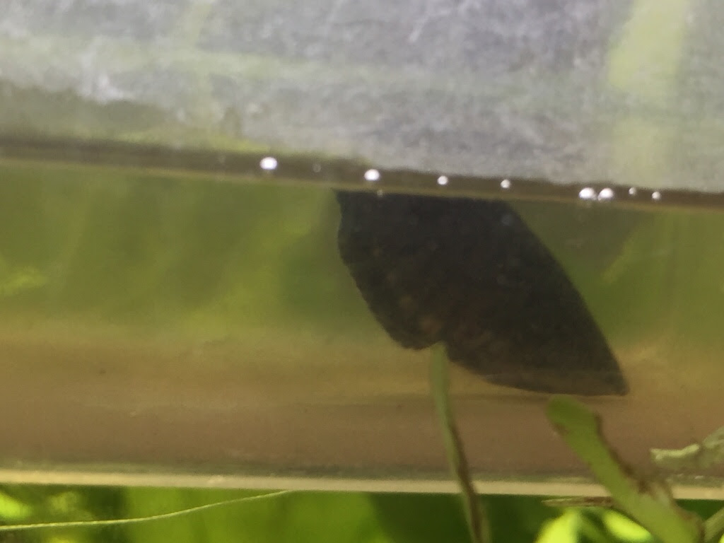 レイアウト水槽で熱帯魚飼うぞ ココア浴って知ってる