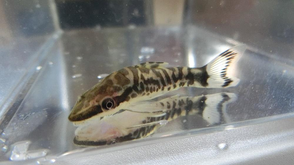 ゼブラオトシン アクアリウム飼育図鑑
