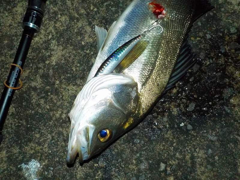 シーバス Peラインの号数と太さの効果的な使い分けのやり方 釣果ｕｐ シーバスラボラトリー2nd