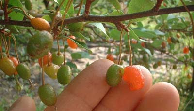 ぐみの苗木は挿し木で