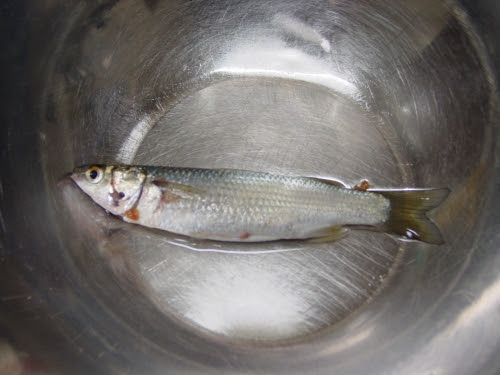 初釣果 ボラ スズキの稚魚 トリックサビキで釣りました 粋宝ｅｘのトリックサビキ挑戦記 楽天ブログ