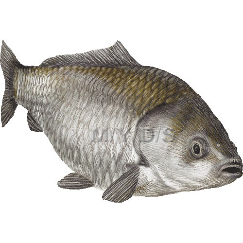 源五郎鮒 ゲンゴロウ ブナ 篦鮒 ヘラブナ フナのイラスト 条件付フリー素材集