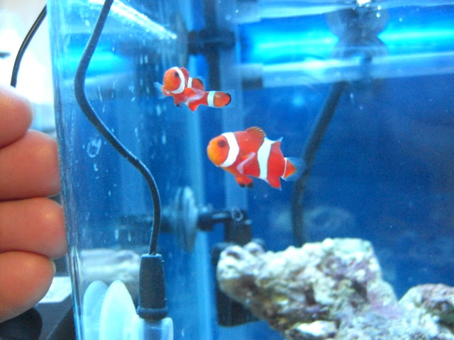 ニモと怪しい生き物 身近な自然感察