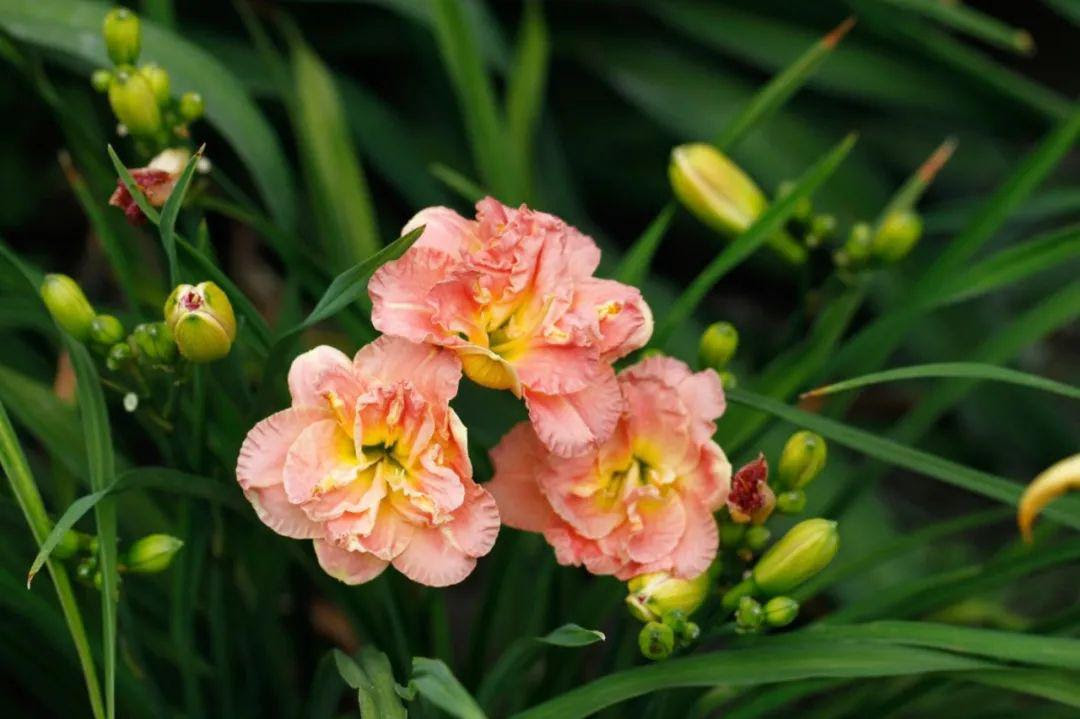 球根福利 扔到土里就能活的萱草这么好看 进行