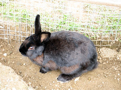 An October Farm Day! Mr. Rabbit
