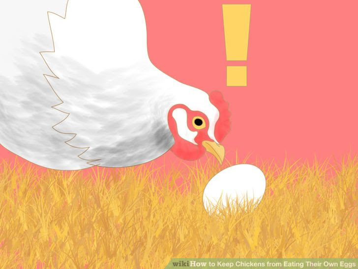 Keep Chickens from Eating Their Own Eggs Step 8 Version 2.jpg