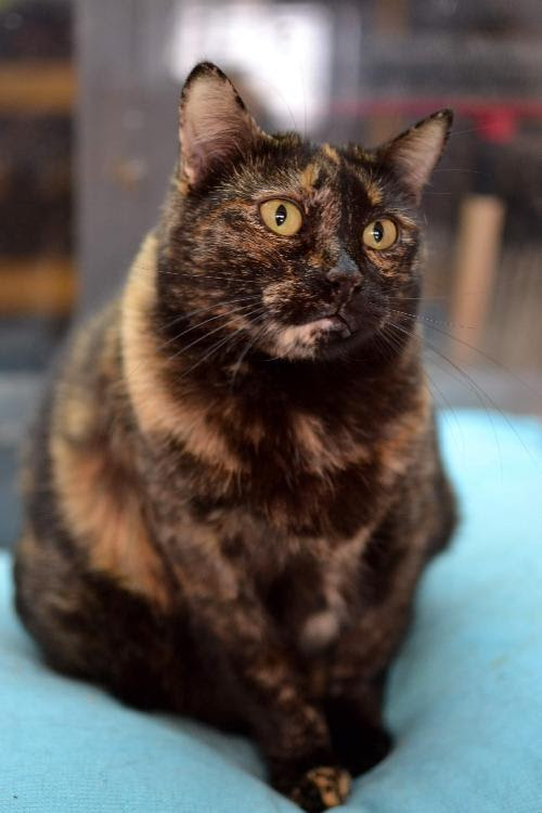 Spa Marseille Provence Les Animaux Du Refuge