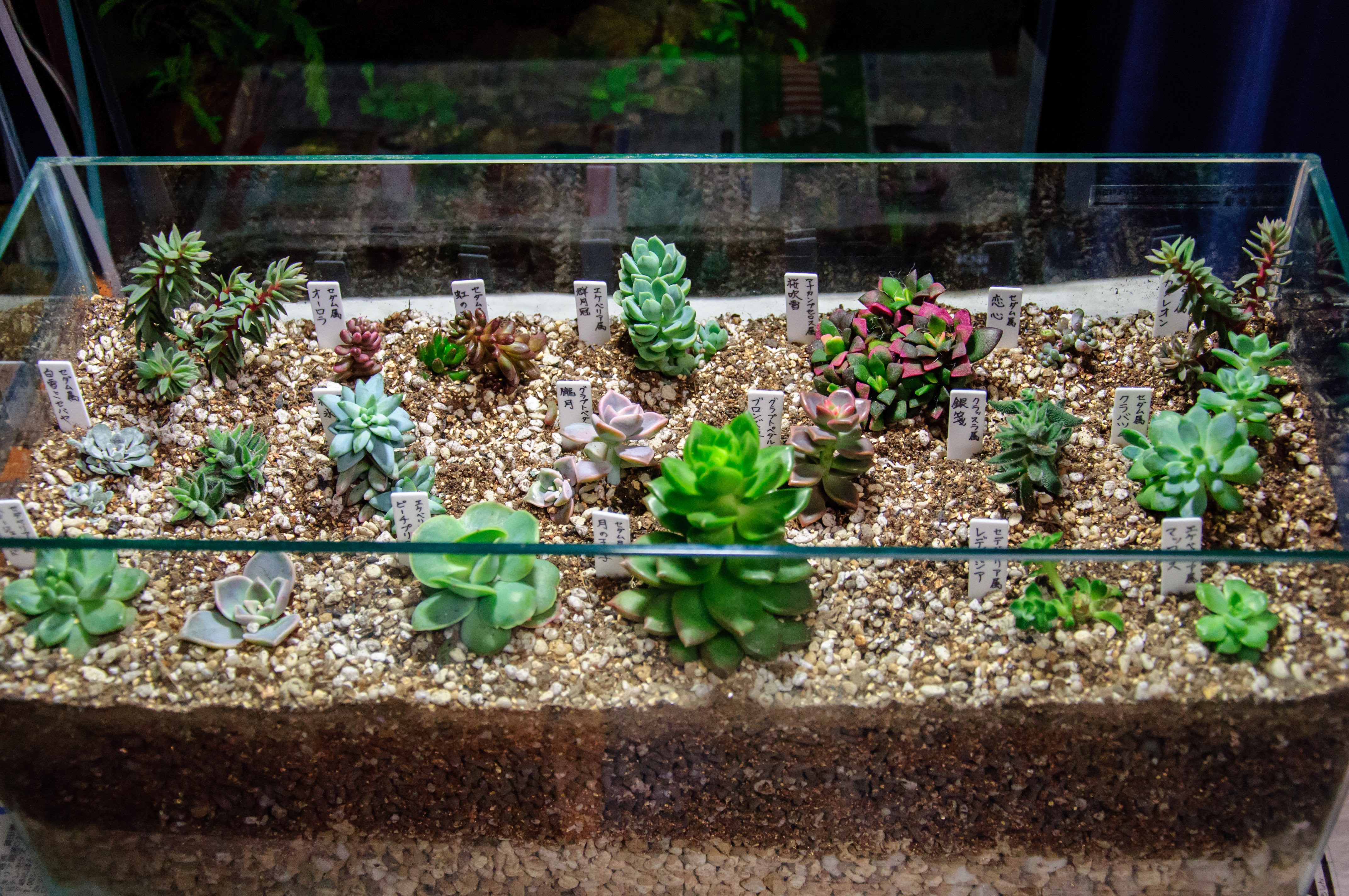 多肉植物を水槽に植え替えた Freetimes