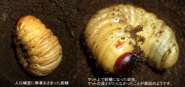 国産かぶと虫の飼育日記 カブトムシ クワガタムシ飼育情報サイト プチ カブト