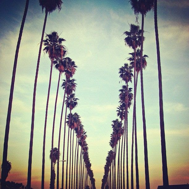 palm trees #splendidsummer