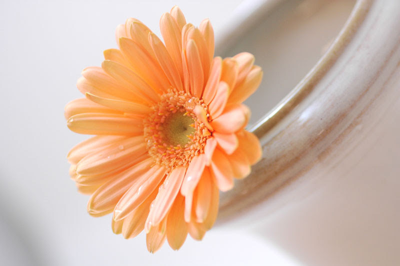 ガーベラ ミノウ オレンジ 花の図書館