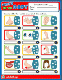 Body Parts Worksheets