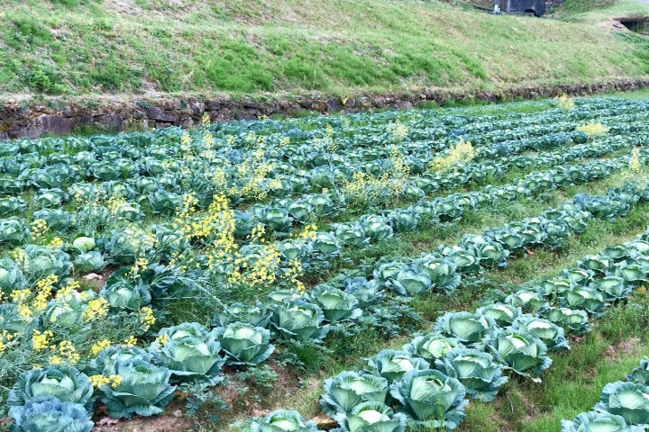 キャベツの花とは 花言葉は何 菜の花にそっくりな黄色い花 お役立ち 季節の耳より情報局