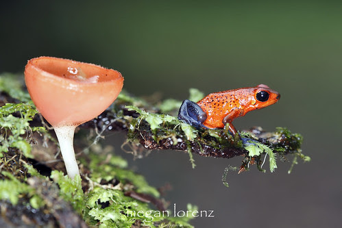 Take A Leap by Megan Lorenz