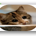  Image rounded corners in Qt Quick 