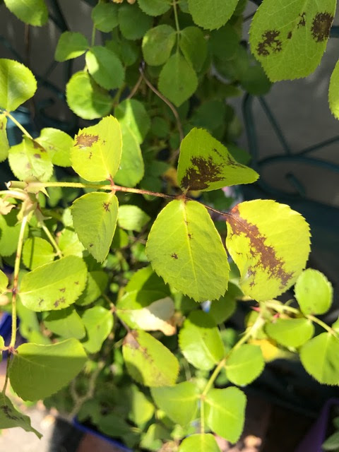 バラの葉っぱに黒い斑点がでたら 黒星病 ローズノート