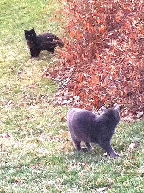 IMG_1611 Maude the Bully Cat and Fluffy Black Cat
