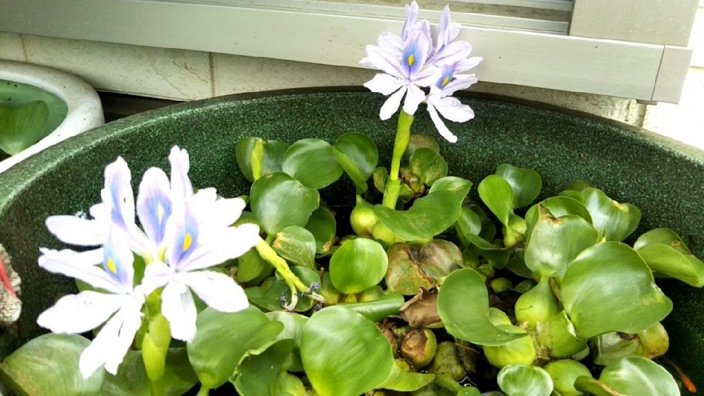 ホテイ草 ホテイアオイ に花が咲いた ダブワンホビー