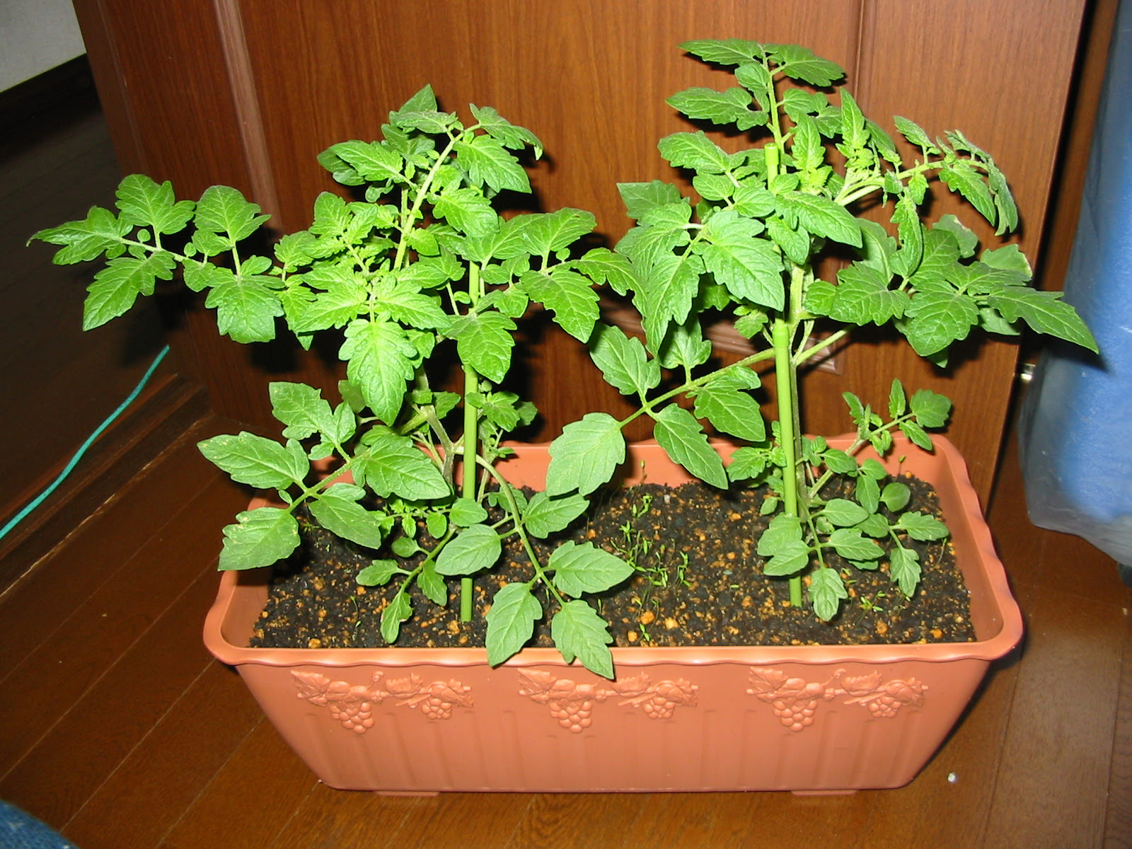 我が家の野菜たちの観察日記 004 05 04 今年のゴールデンウィークは ミニトマトの苗を植えてみました 周りには イタリアン パセリの種を虫よけに蒔いてあります まだ 水を吸ってないのかしなしなしています 収穫はいつだろう 楽しみです