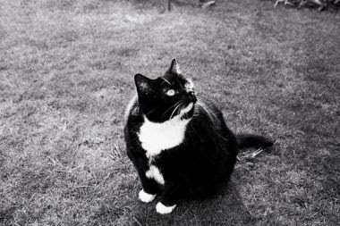 tuxedo cat