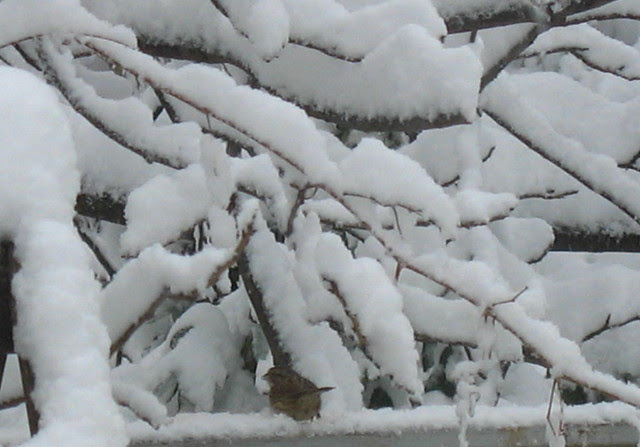 myworldlitbrdIMG_0727