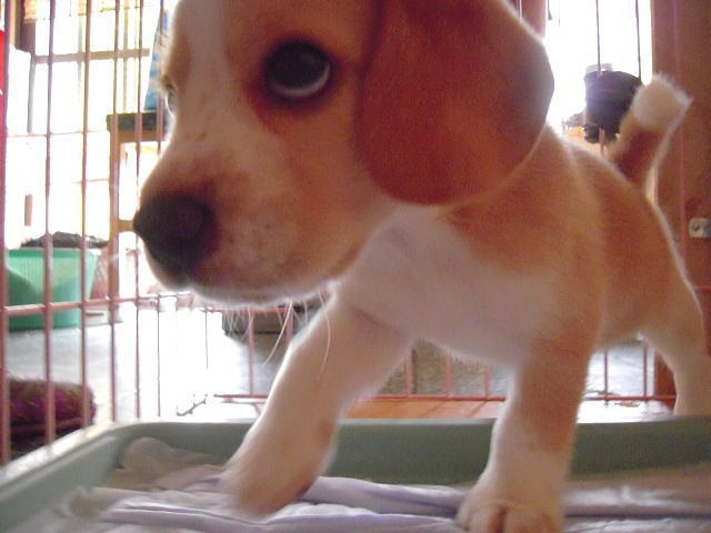 ツール 現代 青写真 可愛い ビーグル 犬 Ctshma11 Com