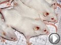 Video La riabilitazione degli animali 'di laboratorio'