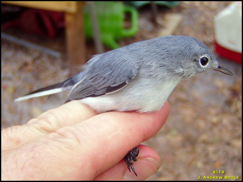 Blue-gray Gnatcatcher