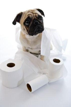 Potty Training Your Baby Pug