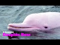 √ 100 ou plus maman bébé dauphin rose 709746