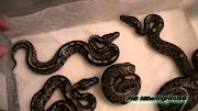 chroma key 2011 Ball Pythons Cinnamon Clutch