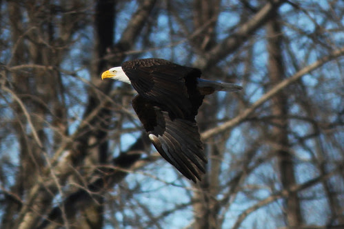 Bald Eagle