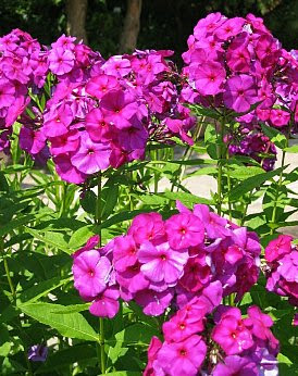 フロックス オイランソウ おいらんそう 花魁草 の花言葉 花言葉事典