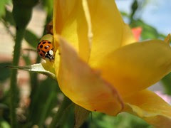 Ladybug