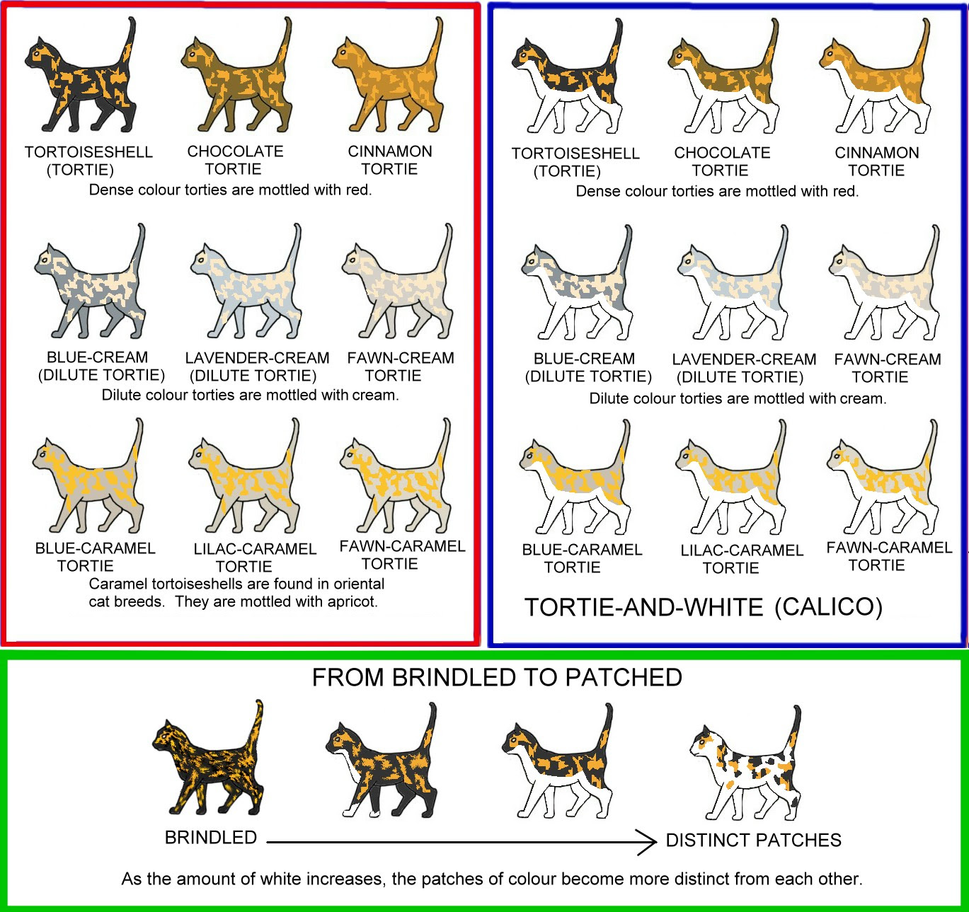 Tortoiseshell Cat Coat Patterns and Colors | Meow Barkers