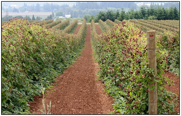 berries
