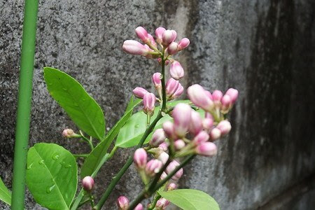 レモン 花が咲かない理由は