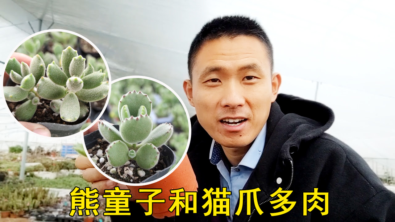 熊童子和猫爪多肉植物啥区别 看爪子就知道 近距离对比区分下 哔哩哔哩 Bilibili