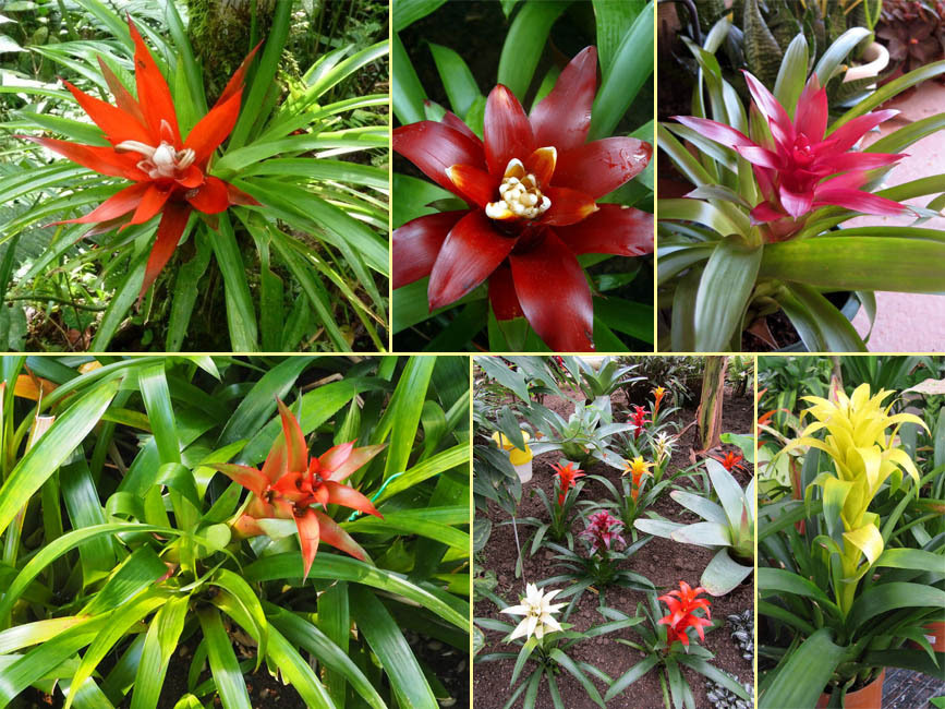 野山の草花 木々の花 植物検索図鑑 グズマニア リングラタ