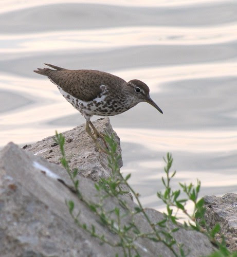 Spotted Sandpiper 07