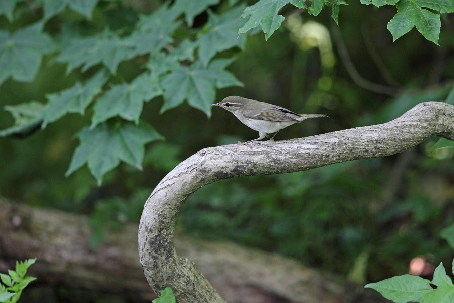野鳥アルバム オオムシクイ Phyiioscopus Examinandus Kamchatka Leaf Warbler スズメ目ムシクイ科ムシクイ属 全長 １３ｃｍ 夏鳥 今日も近くの公園でオオムシクイが鳴いていました ジジジ ジジロジジロと聞こえます オオムシクイは５月下旬から