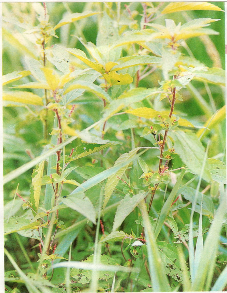 野草10月