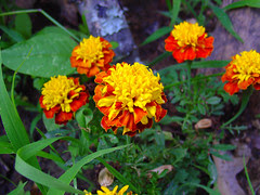 Marigolds